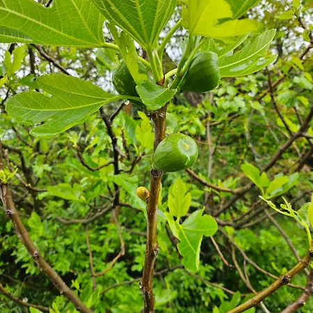 Σπίτι διακοπών Balkan Barn Tŭzha