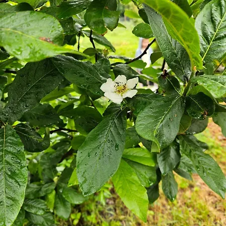 Balkan Barn Σπίτι διακοπών *