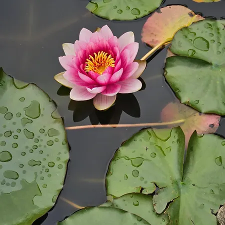 Balkan Barn Semesterbostad Tŭzha