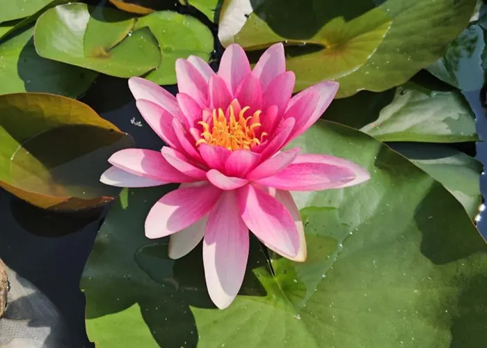 Balkan Barn Дом отдыха *